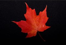 maple leaf